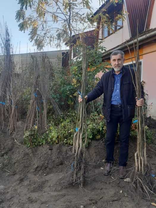 Aluni soiuri.Nuci altoiti Chandler Cires.Prun.Aronia.Afin.Migdal>RO.UE