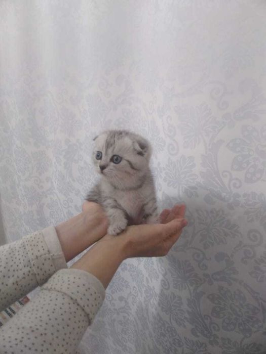 Продам котят шотландской породы