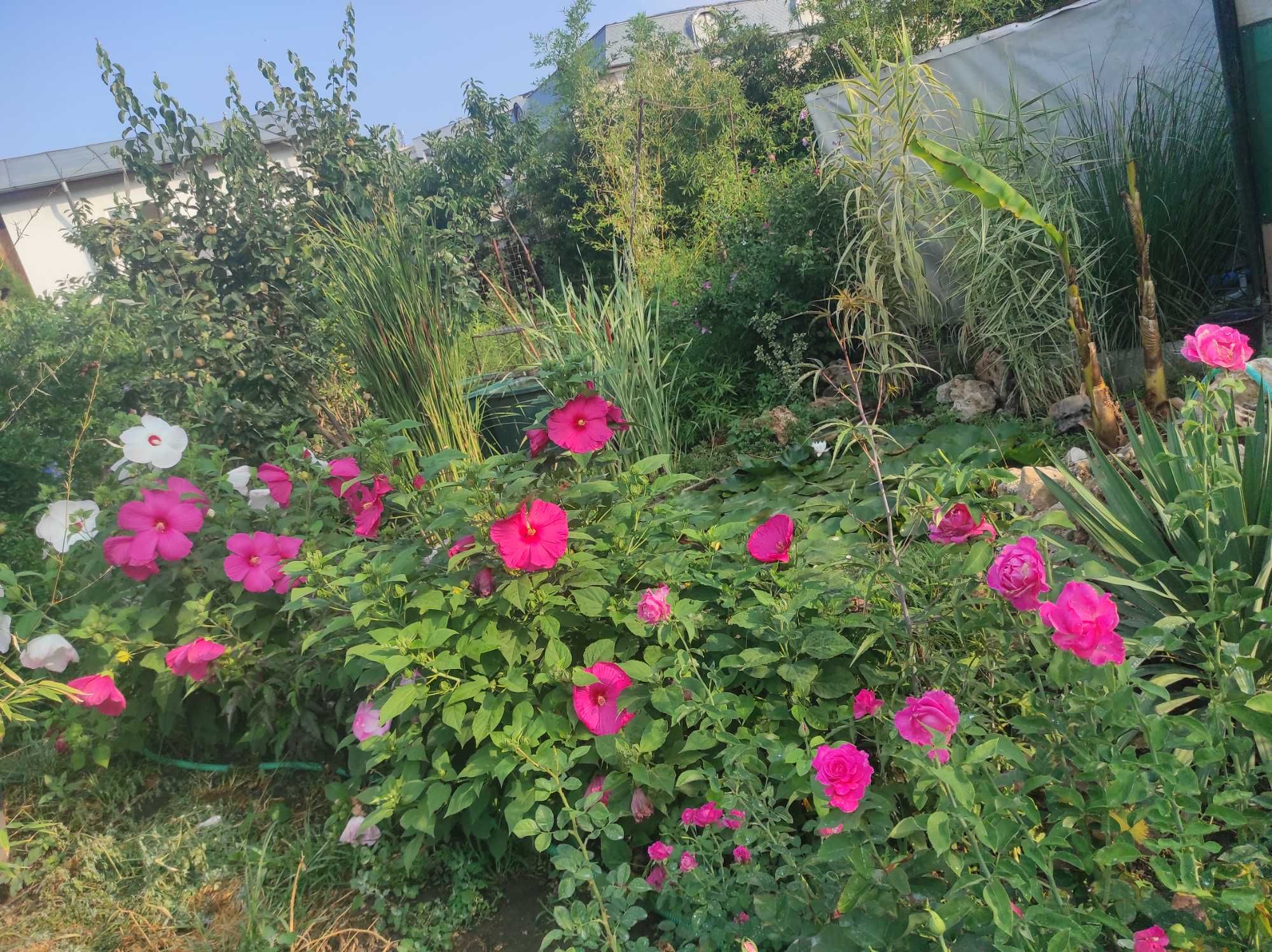 Hibiscus moschetous care face flori cat farfuria