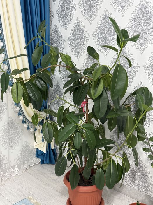 Продам комнатный фикус.