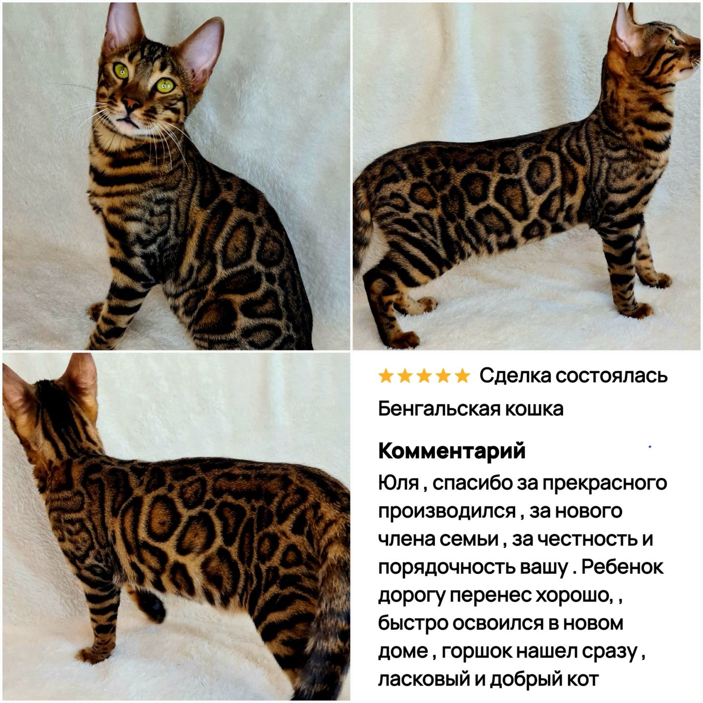 Бенгалы чистокровные шоу класса под бронь!