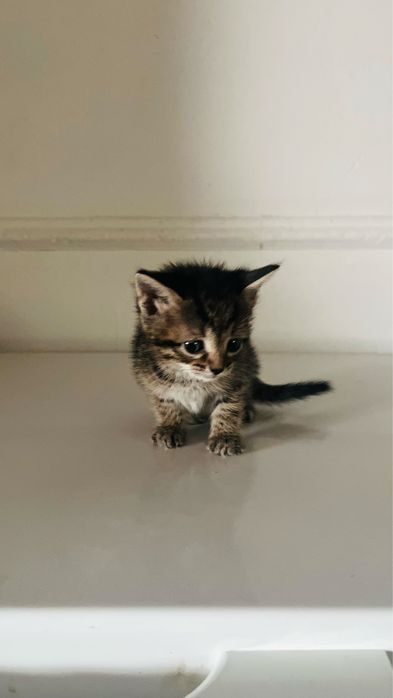 Котенки домашнык