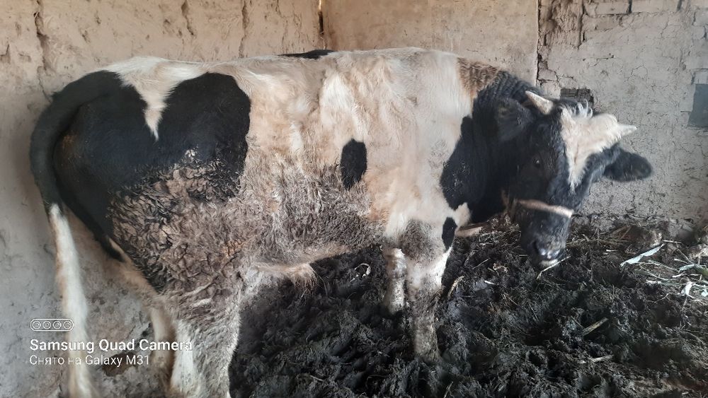 Букатой сатилоди срочна