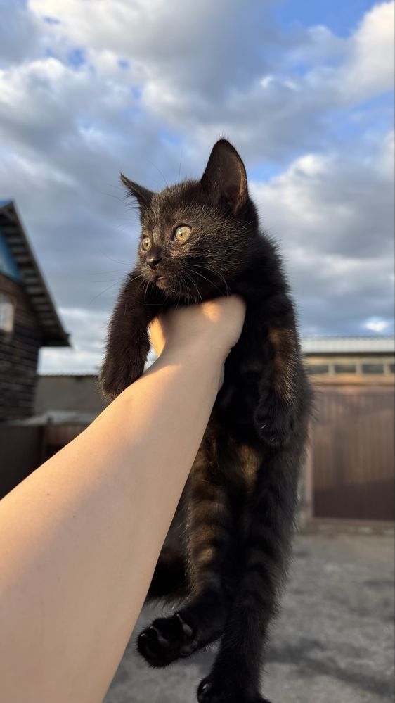 Отдам котят! 2 месяца, девочки!
