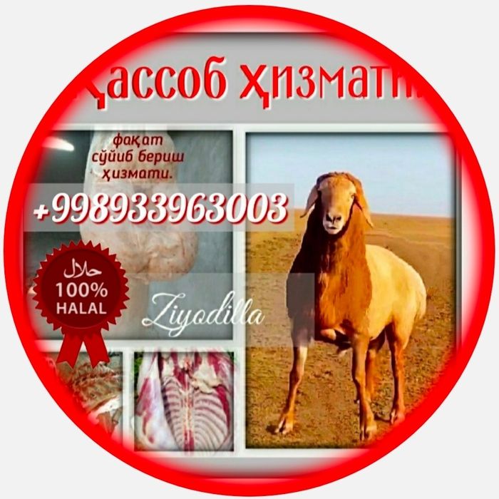 Qassob  Қассоб Кассоб  ҳизмати.