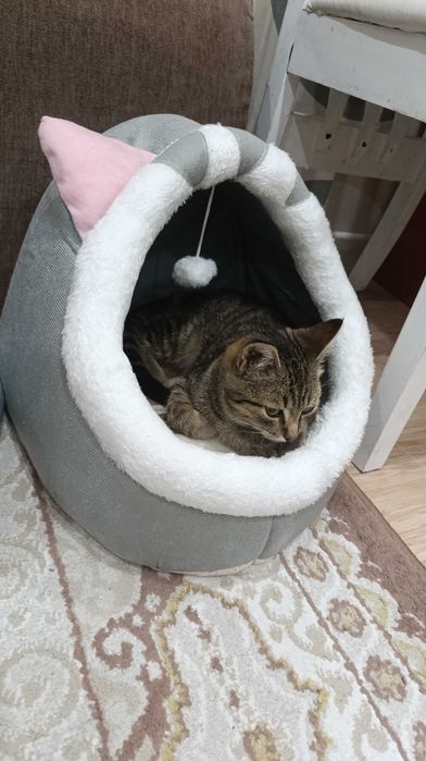 Отдам котика со всеми вещами