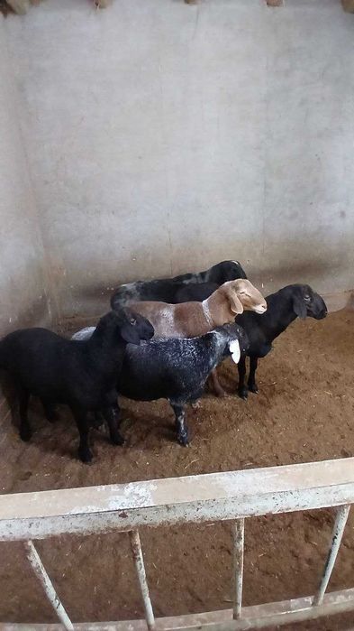 Qo'chqorlar | Баран