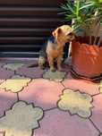 Donez yorkshire terrier femela !!