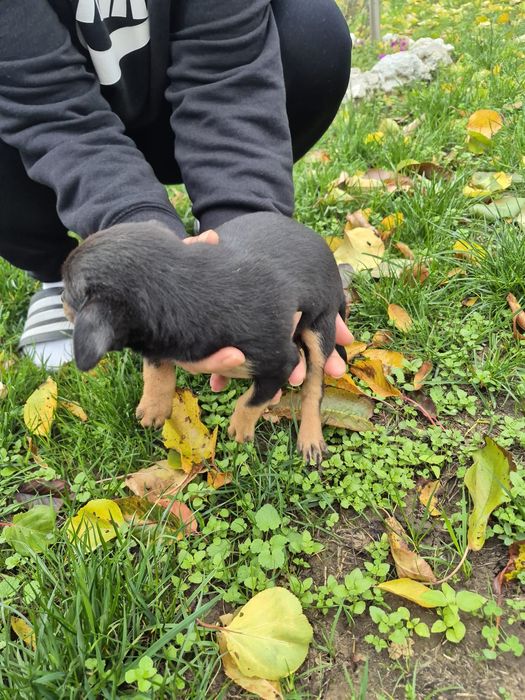 Продават се пинчер