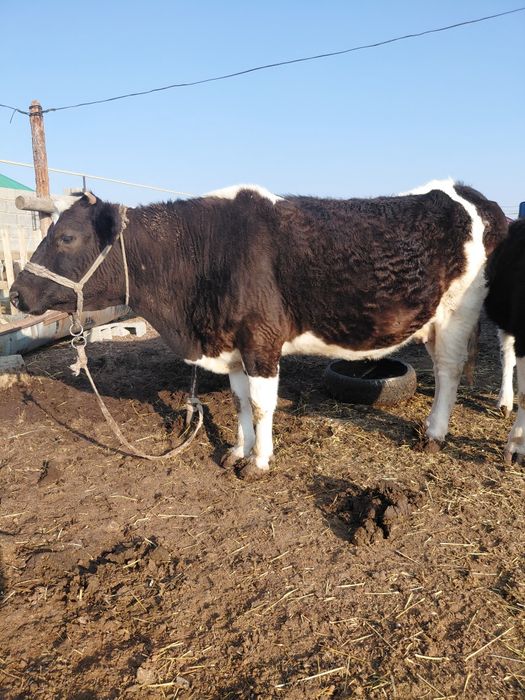 Семіз сиыр бар бордақы