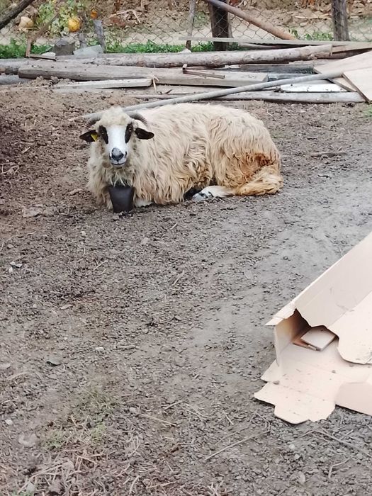 De vânzare capre și oi