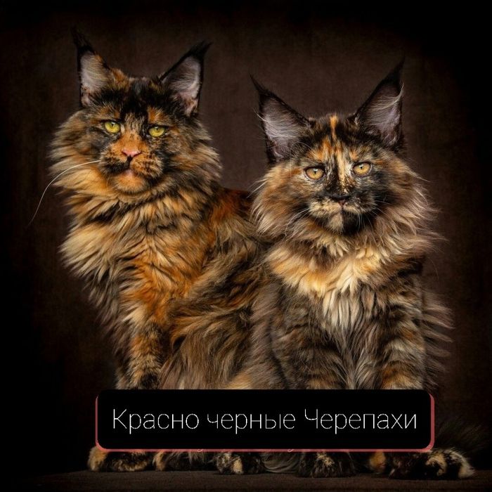 Красно Чёрные Черепахи- Мейн кун Девочки