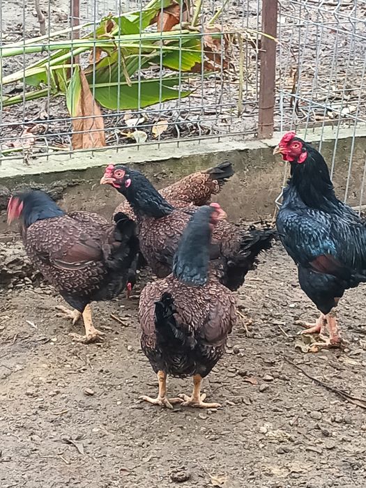 Găini combatante indiene