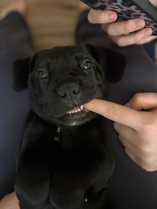 Femela de cane corso