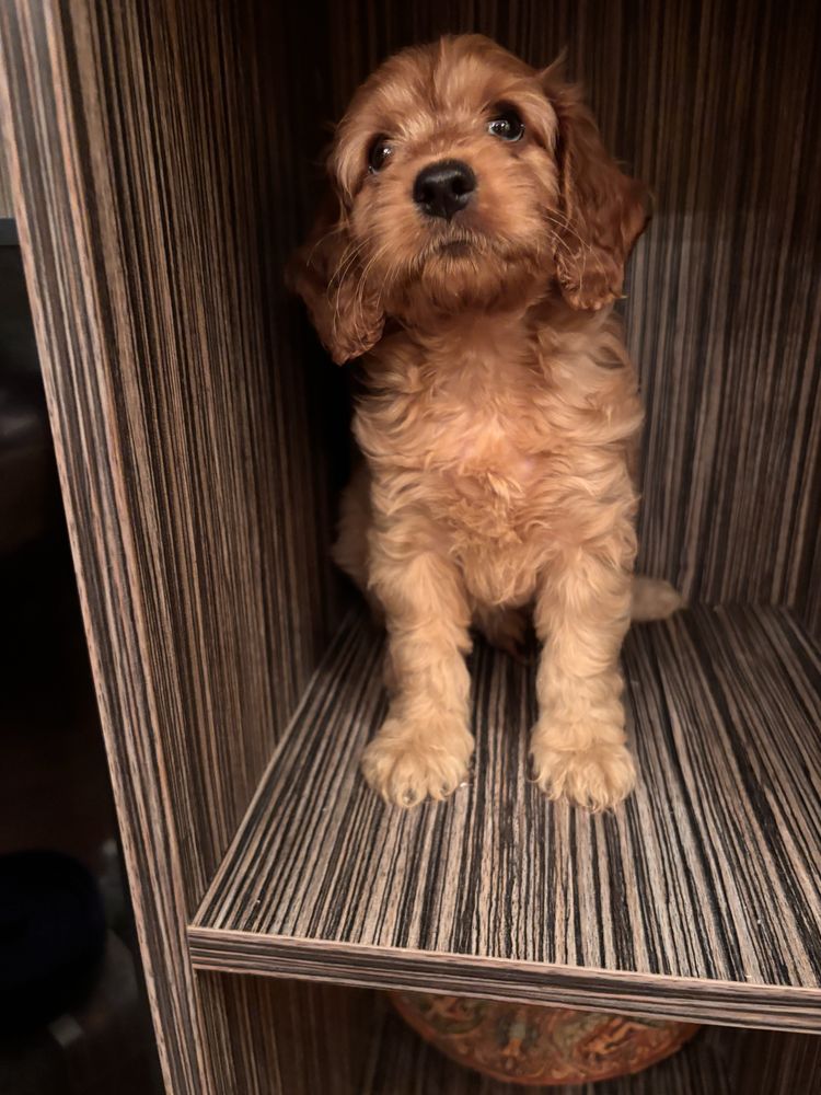 Кокапу-cockapoo !