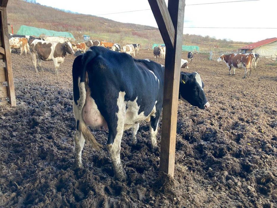 De vanzare 20 de vaci