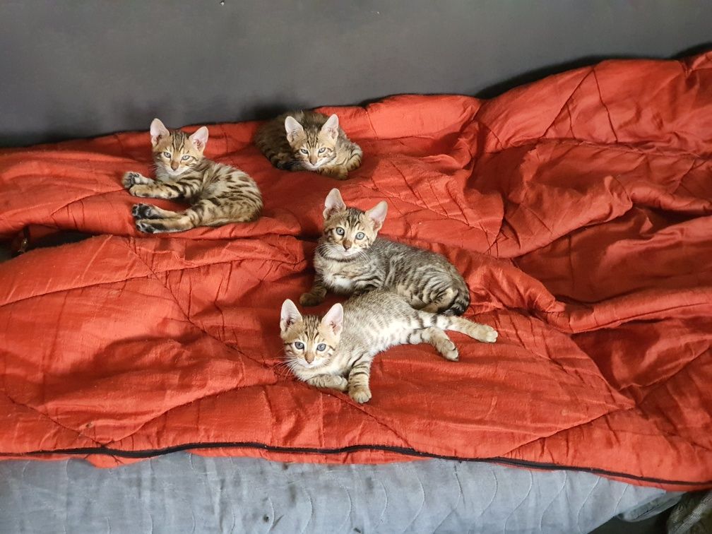 Бенгалска котка.,котета