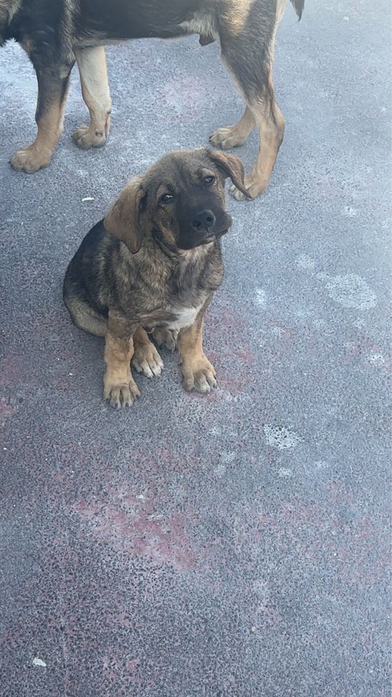 Spre adoptie catei
