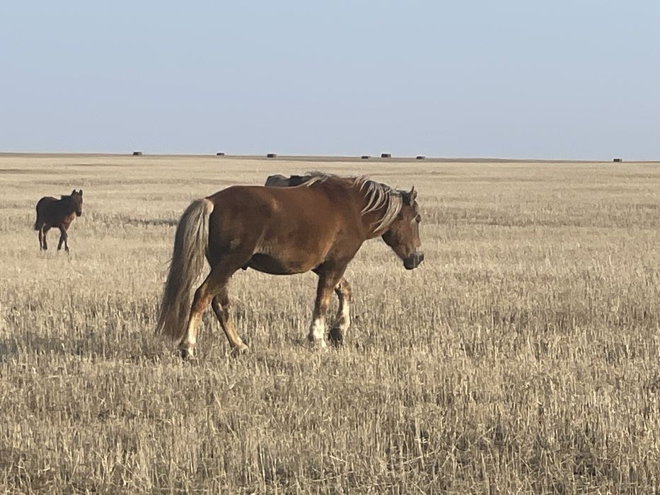 Айғыр 5 жаста үйір устап жур Қорғалжын ауданы Кеңбидайық ауылында тұр.