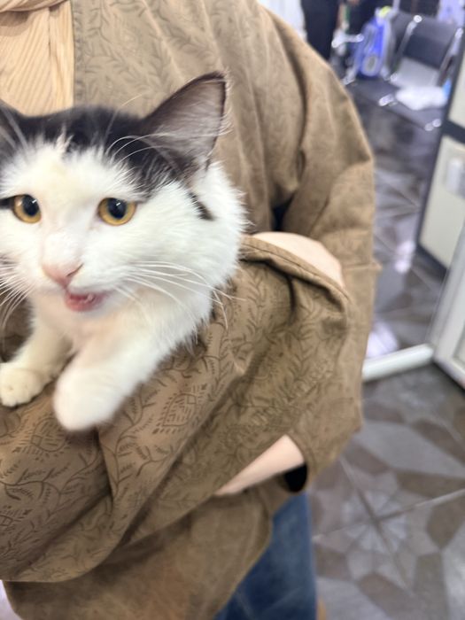 Mushuk Tekin Toshkent