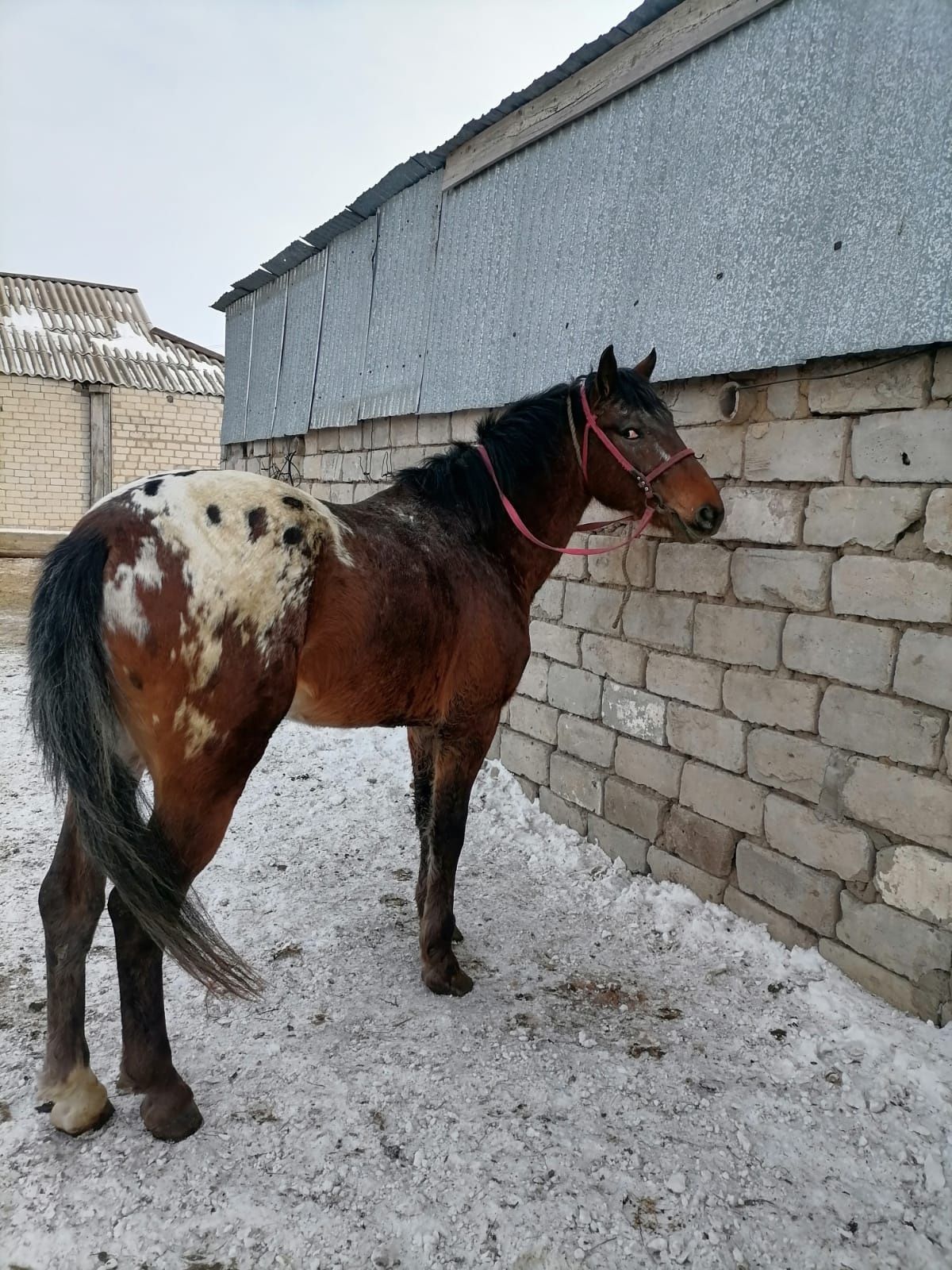 Айгырлар сатылады