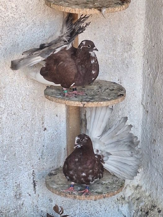 Porumbei rotati/voltați