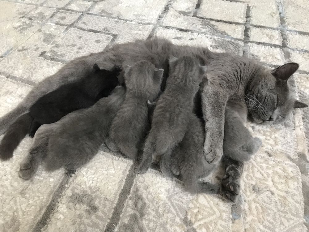 Котят британцы домашние
