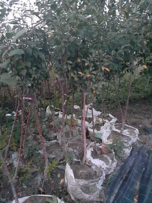 Pomi la container an 3