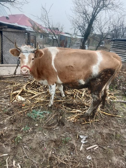 Vând vacă bălțată românească