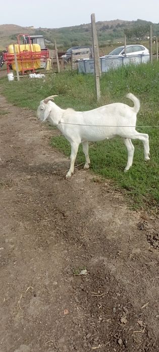 Țap metis anglonubian