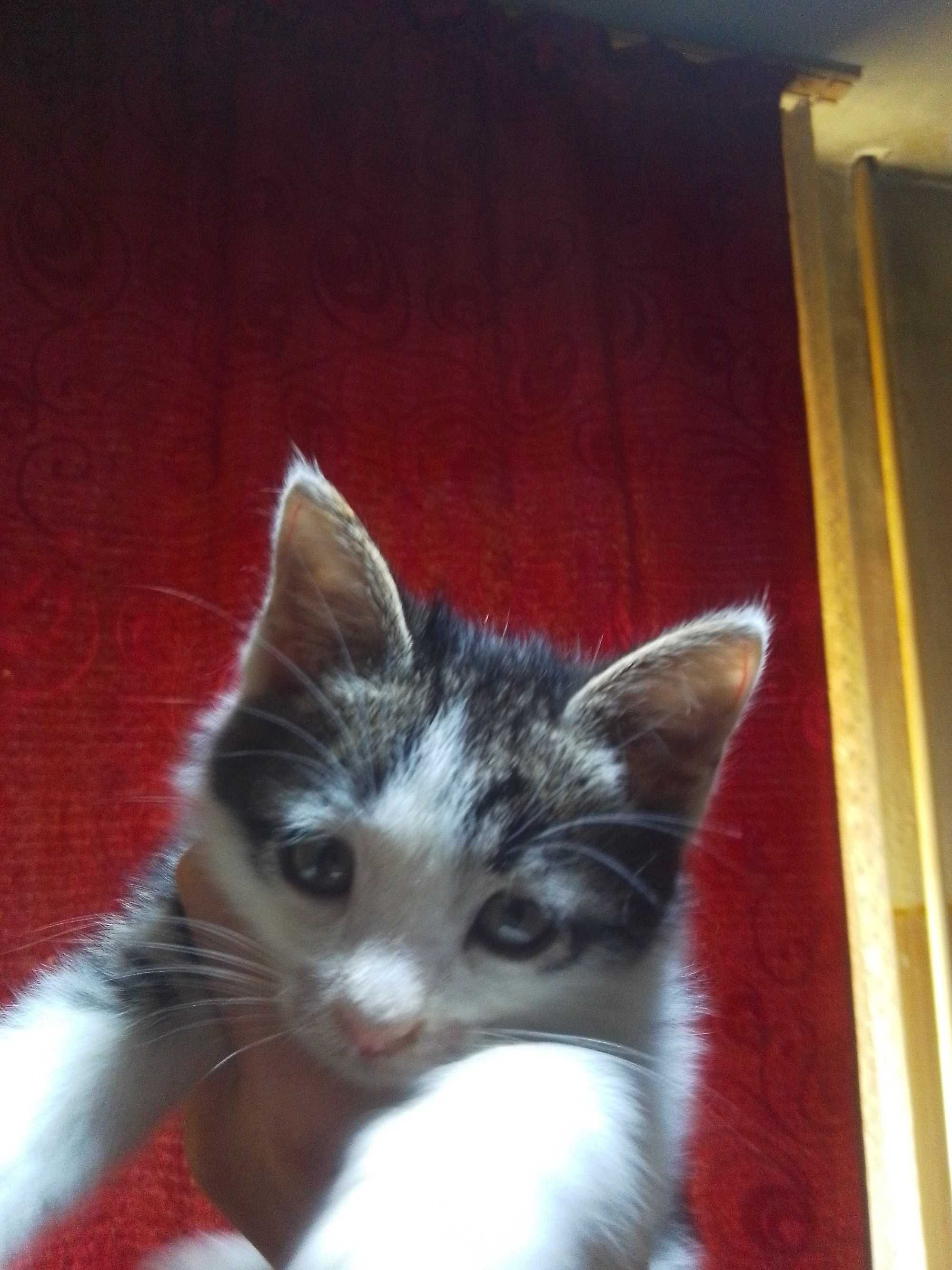 Котёнок 2 месяца бесплатно