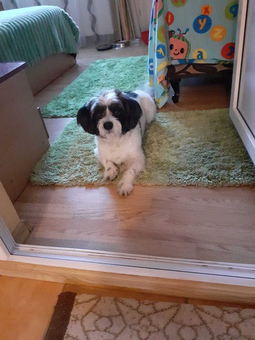 Donez caine talie mica, cipat varsta aproape 4 ani