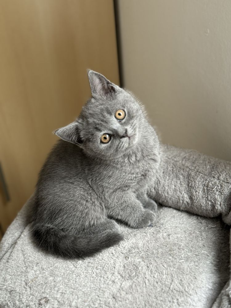 British shorthair