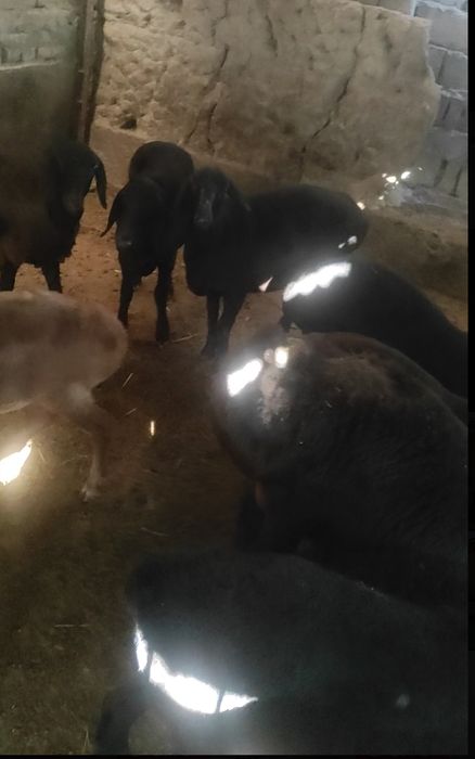 Jaydari bo'g'oz Qòyila bor