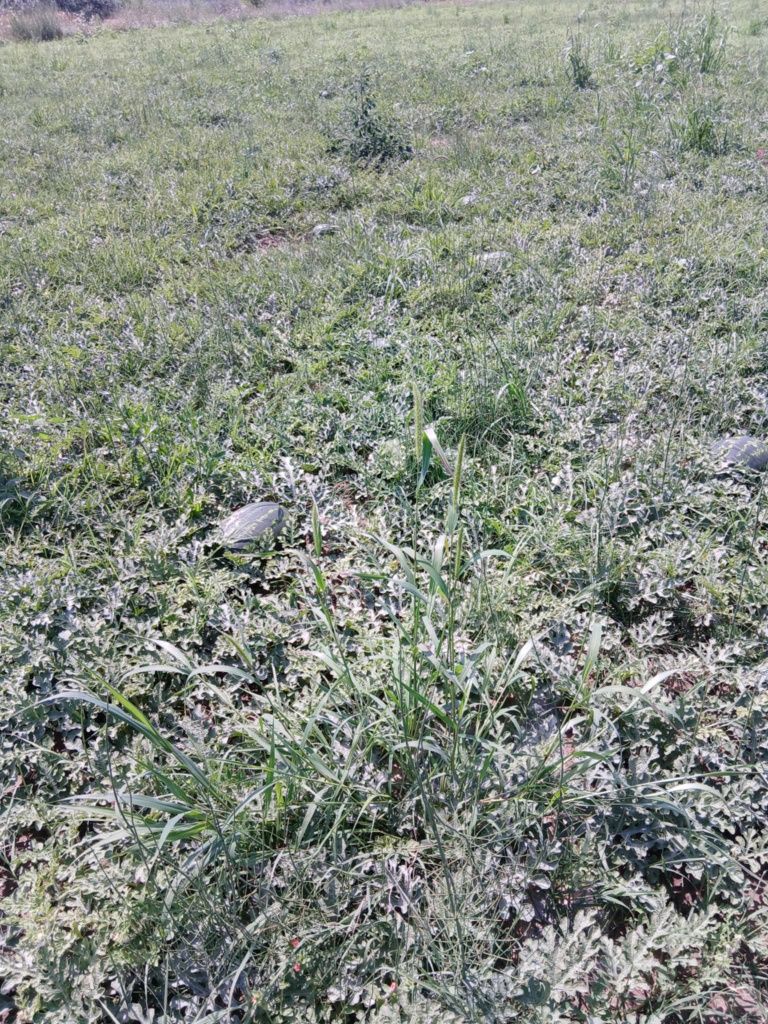 Bună ziua avem pepeni de vânzare Mirsini și karista dela 5 la 12 kg