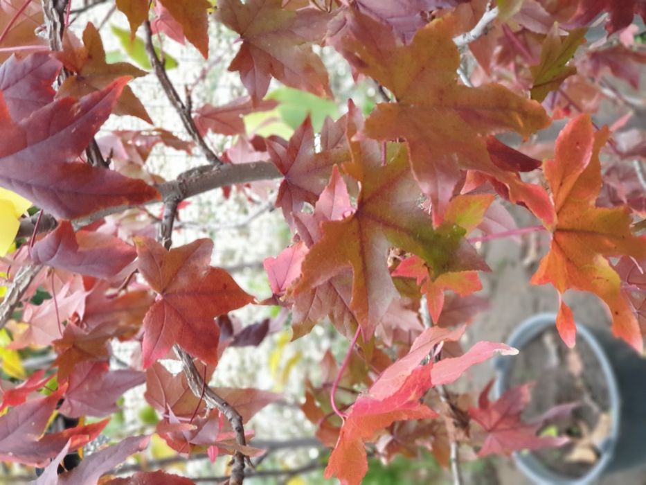 Liquidambar 2-3 m