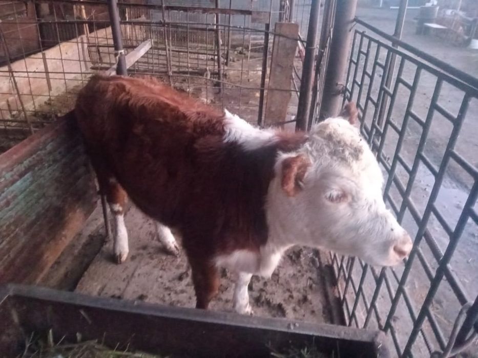 Ассалаумагалейкум тайынша сатамын Талдыкорган Енбек ауылында тур