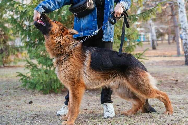 Кобель немецкой овчарки Вязка