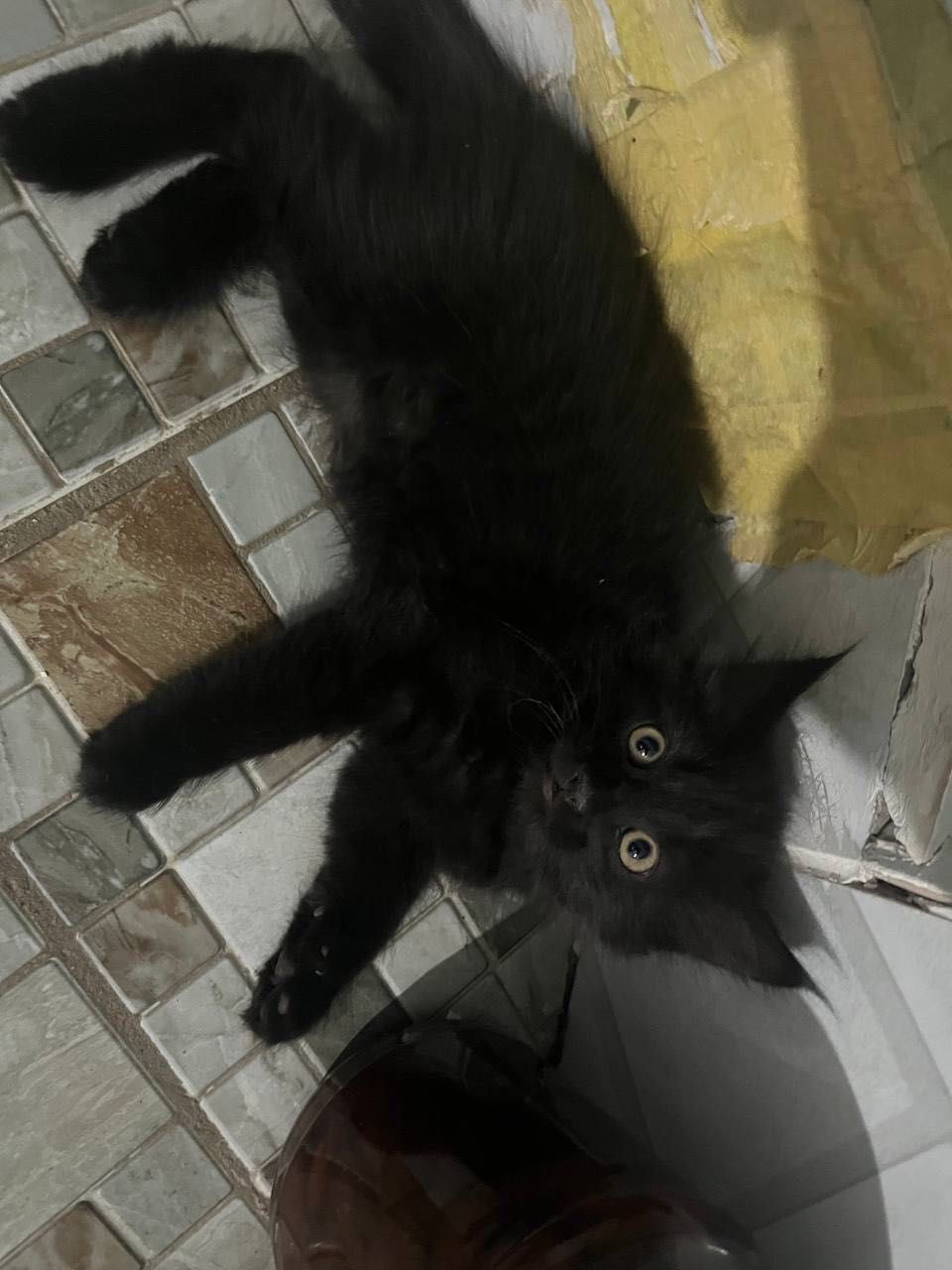 Котята          .