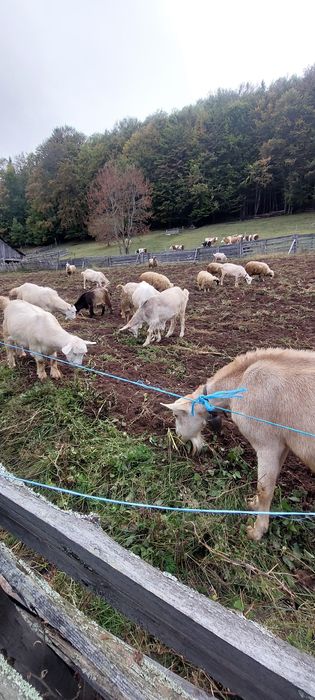 Capre de rasa gestante