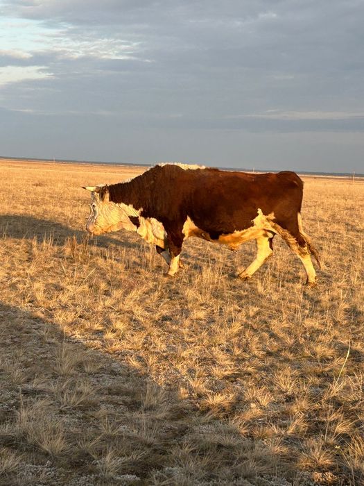 Продам быков белоголовых