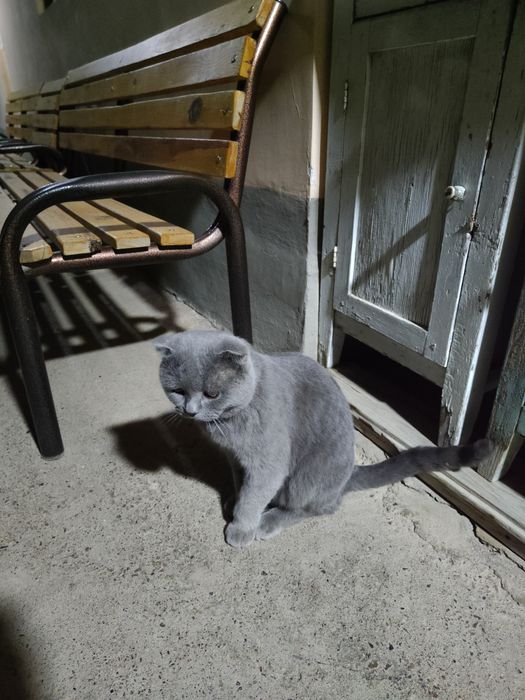 Скоттиш фолд и страйт мальчик