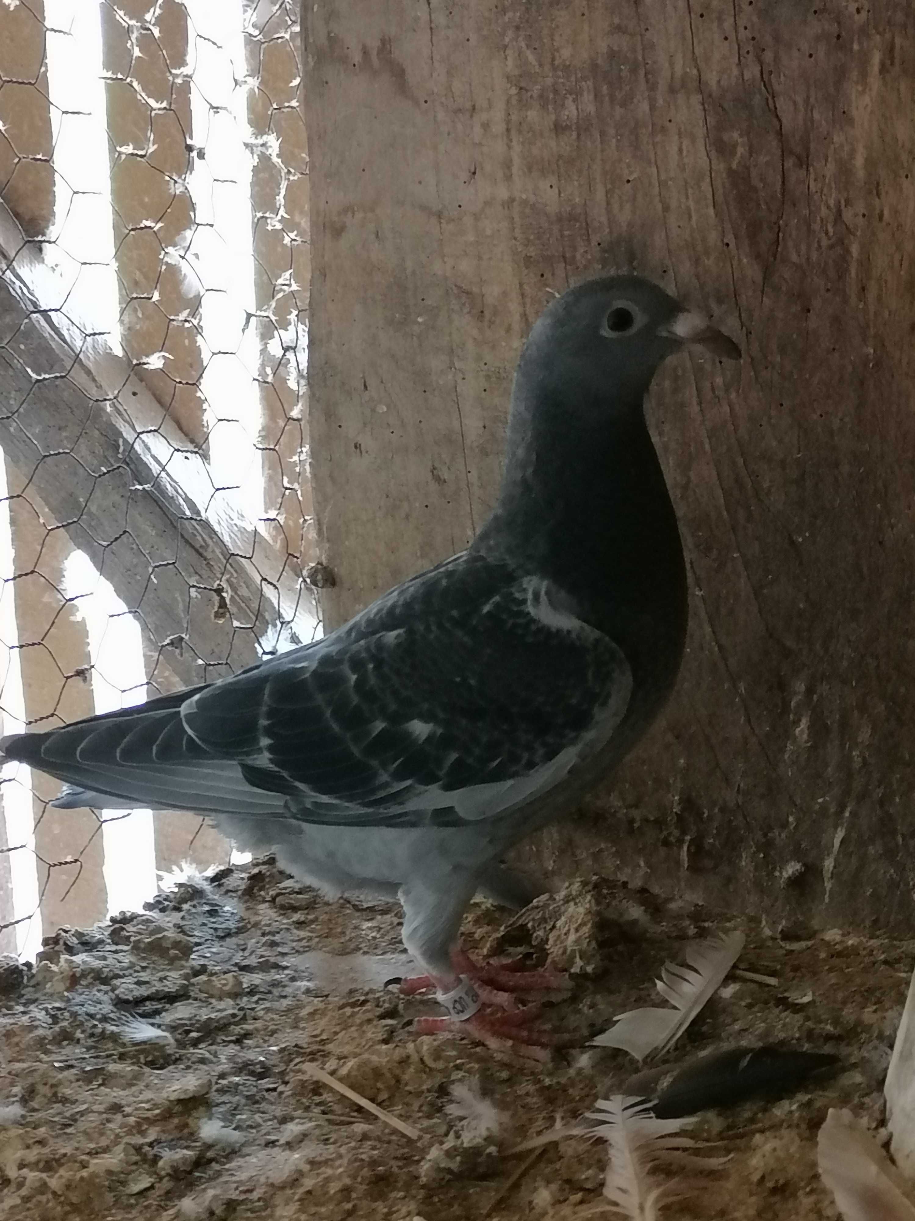 Vând porumbei maturi și pui neieșiți la zbor