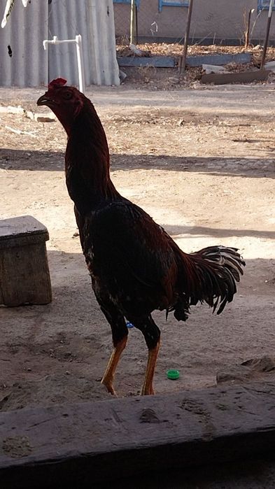 Продаю петушка китайцы