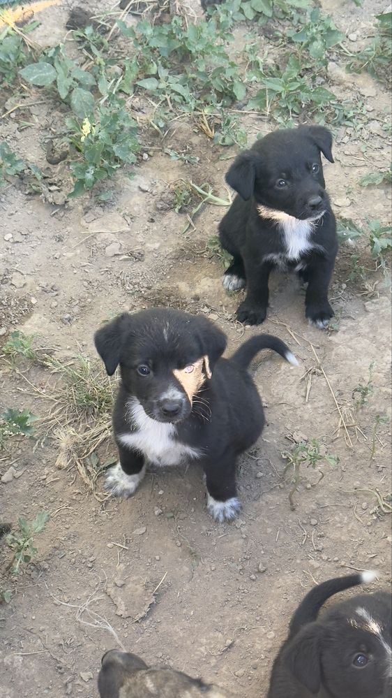 Спешно се търси дом за тези кученца