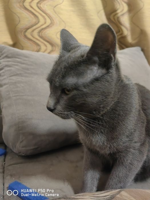 Руска Синя Котка с паспорт и ваксина