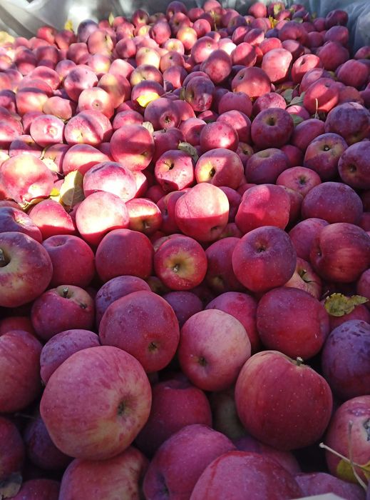 Mere Florina calibru 1 , producător