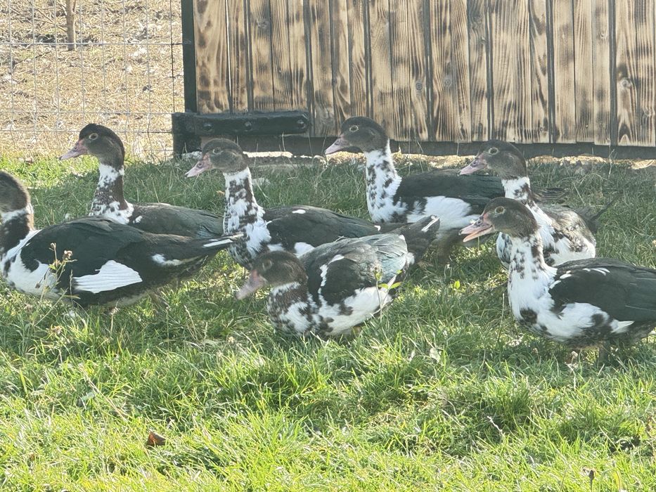 Detalii la numarul de telefon rate lesesti !