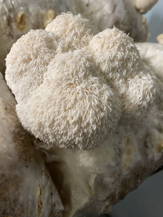 Concentrat din ciuperca Coama leului (Hericium erinaceus)