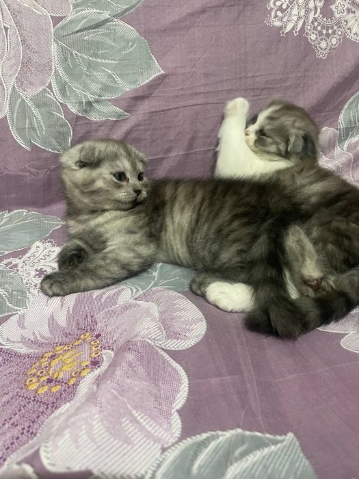 Шотланский веслохий котчта